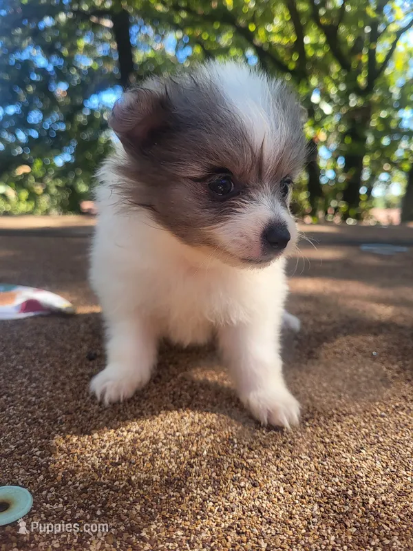 Beauty  – Pomeranian puppy for sale in Harrah, OK