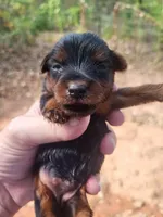 Jill , a female Yorkshire Terrier for sale in Harrah, OK – 2 of 6