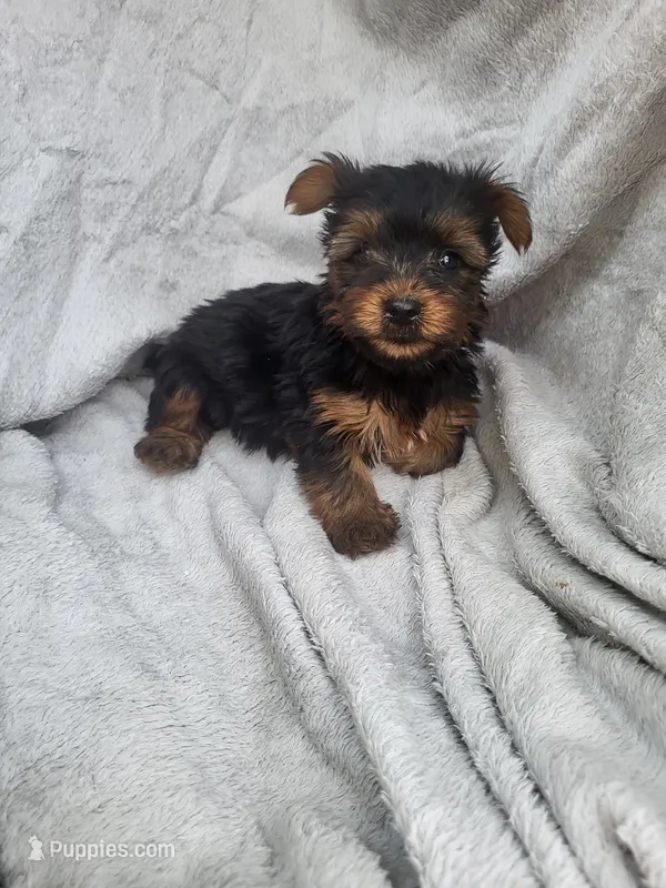 Josie  – Yorkshire Terrier puppy for sale in Harrah, OK