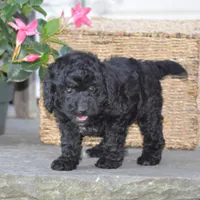 Heidi, a female Miniature Goldendoodle for sale in Danville, PA – 2 of 10