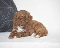Elisa, a female Poodle - Miniature  for sale in Danville, PA – 4 of 4