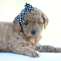 Rosette, a female Poodle - Miniature  for sale in Danville, PA – 6 of 8