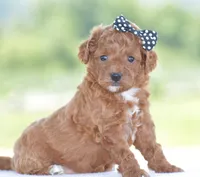Raine, a female Poodle - Miniature  for sale in Danville, PA – 3 of 5