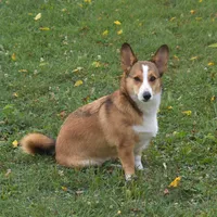 Ava, a female Pembroke Welsh Corgi for sale in Danville, PA – 6 of 9