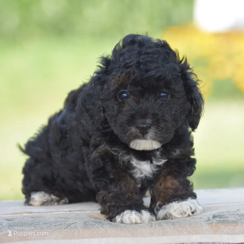 Chalmers – Yorkipoo puppy for sale in Danville, PA