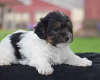 Vicki, a female Yorkshire Terrier and Poodle - Miniature  for sale in Danville, PA – Photo 5 of 7