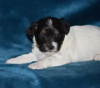 Vicki, a female Yorkshire Terrier and Poodle - Miniature  for sale in Danville, PA – Photo 7 of 7
