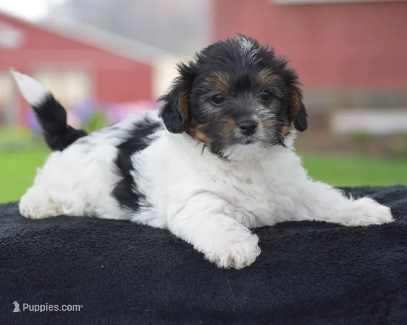 Vicki – Yorkshire Terrier, Poodle - Miniature  puppy for sale in Danville, PA