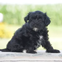 Courtney, a female Yorkipoo for sale in Danville, PA – 5 of 5