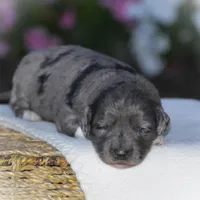 Harmony, a female Miniature Goldendoodle for sale in Danville, PA – 4 of 6