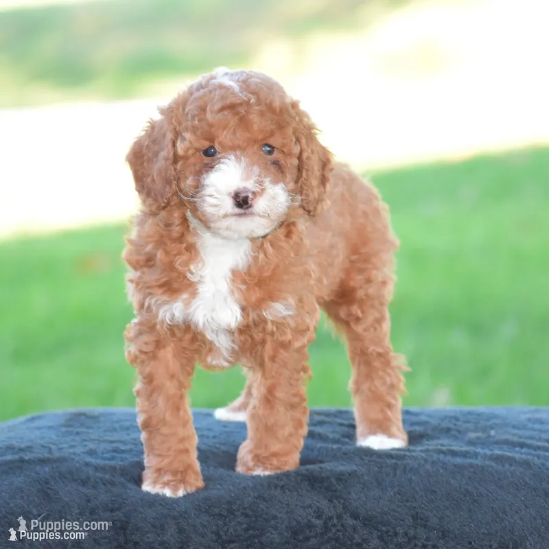Erika – Poodle - Miniature  puppy for sale in Danville, PA