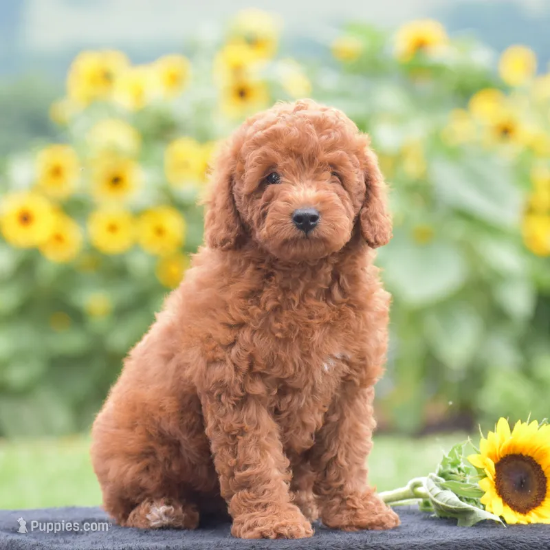 Ruby – Poodle - Miniature  puppy for sale in Danville, PA