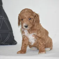 Emie, a female Poodle - Miniature  for sale in Danville, PA – 3 of 5