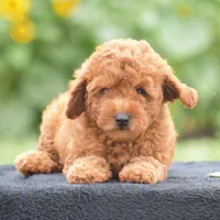 Rosette, a female Poodle - Miniature  for sale in Danville, PA – 3 of 10