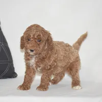 Edrik, a male Poodle - Miniature  for sale in Danville, PA – 4 of 5