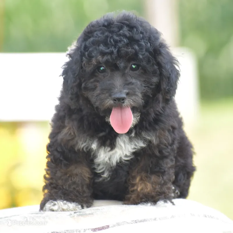 Chalmers – Yorkipoo puppy for sale in Danville, PA