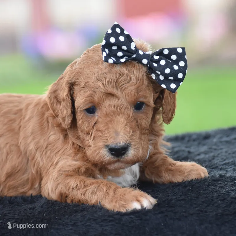 Cookie – Poodle - Miniature  puppy for sale in Danville, PA