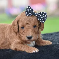 Cookie, a male Poodle - Miniature  for sale in Danville, PA – Photo 1 of 5