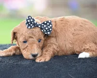 Cookie, a male Poodle - Miniature  for sale in Danville, PA – Photo 4 of 5