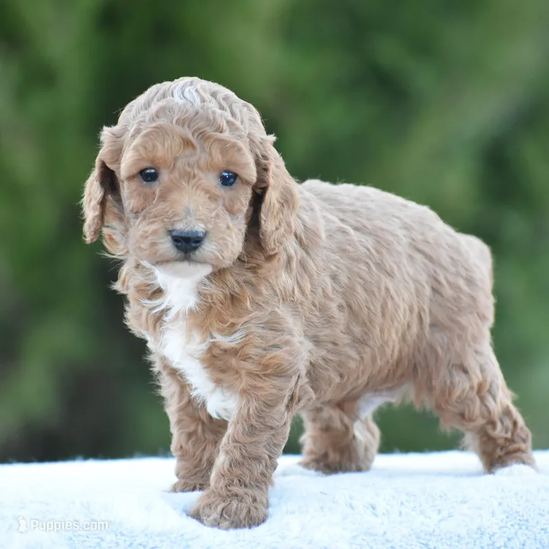 Cookie – Poodle - Miniature  puppy for sale in Danville, PA