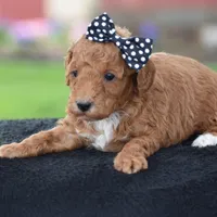 Cookie, a male Poodle - Miniature  for sale in Danville, PA – Photo 3 of 5