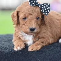 Cookie, a male Poodle - Miniature  for sale in Danville, PA – Photo 2 of 5