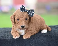 Cookie, a male Poodle - Miniature  for sale in Danville, PA – Photo 5 of 5