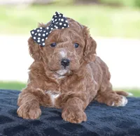 Linnie, a male Poodle - Miniature  for sale in Danville, PA – 3 of 5