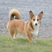 Ava, a female Pembroke Welsh Corgi for sale in Danville, PA – 3 of 9