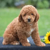Louie, a male Poodle - Miniature  for sale in Danville, PA – 2 of 8