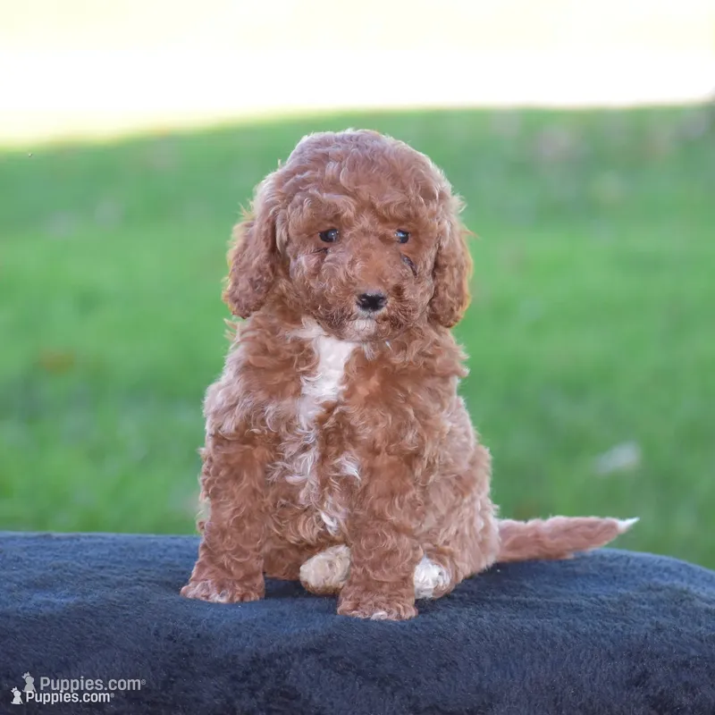 Edrik – Poodle - Miniature  puppy for sale in Danville, PA