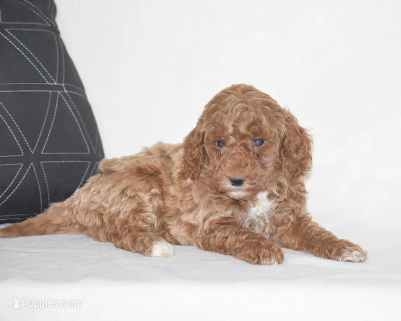 Edrik – Poodle - Miniature  puppy for sale in Danville, PA