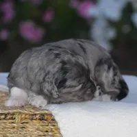 Harmony, a female Miniature Goldendoodle for sale in Danville, PA – 3 of 6