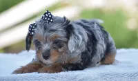 Arik, a male Yorkipoo for sale in Danville, PA – 4 of 6