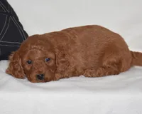 Willow, a female Miniature Goldendoodle for sale in Danville, PA – Photo 2 of 5
