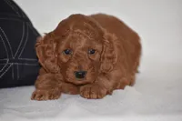 Willow, a female Miniature Goldendoodle for sale in Danville, PA – Photo 4 of 5