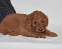 Willow, a female Miniature Goldendoodle for sale in Danville, PA – Photo 1 of 5