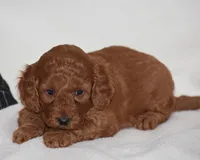 Willow, a female Miniature Goldendoodle for sale in Danville, PA – Photo 3 of 5