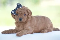 Rosette, a female Poodle - Miniature  for sale in Danville, PA – 4 of 8