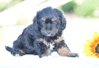 Anya, a female Yorkipoo for sale in Danville, PA – 2 of 5