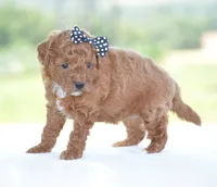 Raine, a female Poodle - Miniature  for sale in Danville, PA – 2 of 5