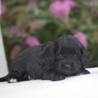 Hyacinth, a female Miniature Goldendoodle for sale in Danville, PA – 9 of 9