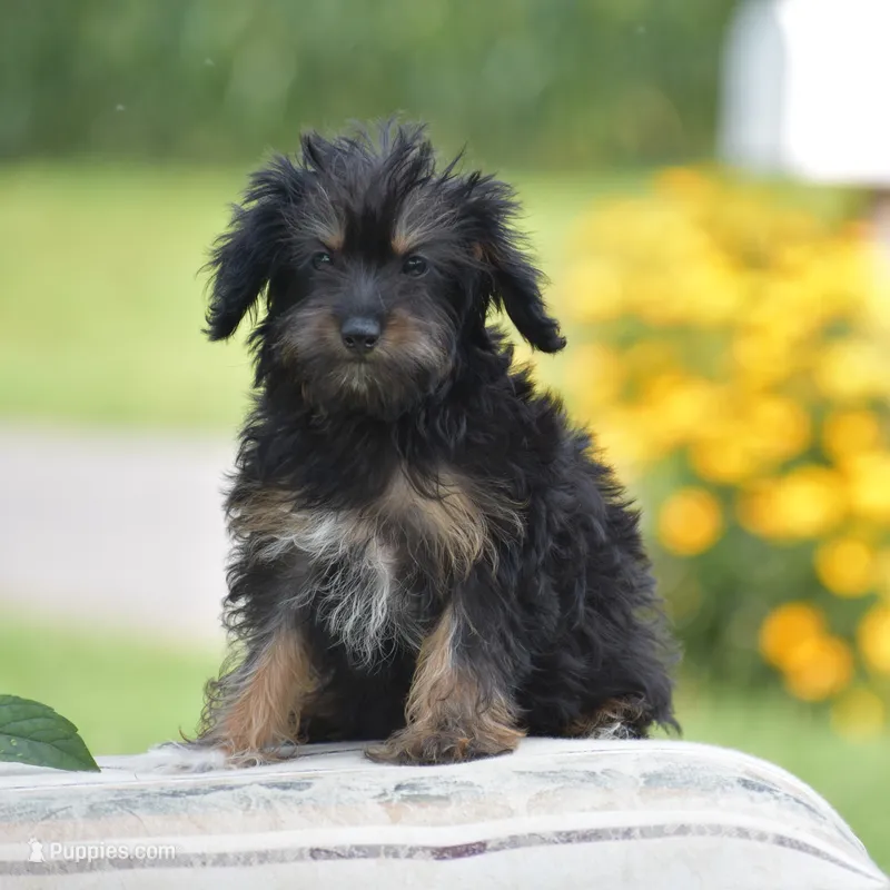 Anya – Yorkipoo puppy for sale in Danville, PA