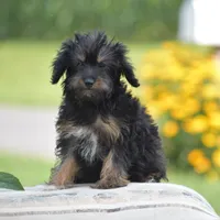 Anya, a female Yorkipoo for sale in Danville, PA – 1 of 10
