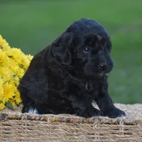 Hyacinth, a female Miniature Goldendoodle for sale in Danville, PA – 6 of 9