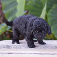 Heidi, a female Miniature Goldendoodle for sale in Danville, PA – 4 of 10