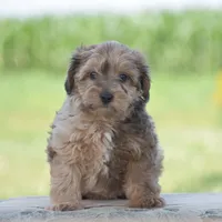 Coyote, a male Yorkipoo for sale in Danville, PA – 5 of 6
