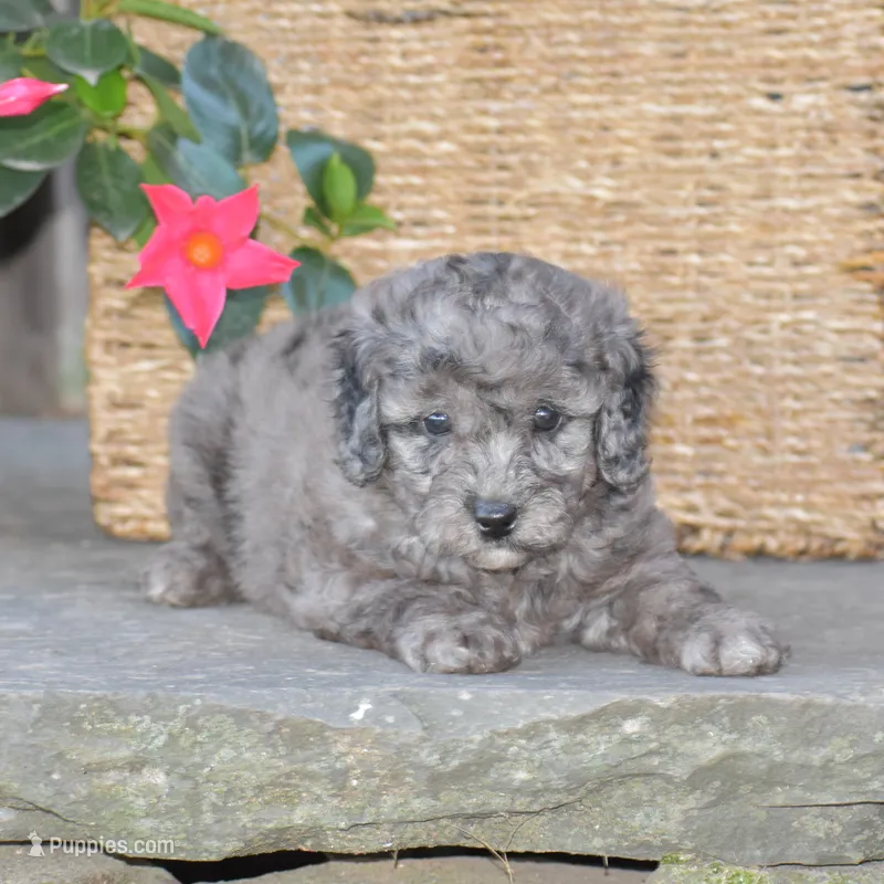 Honey – Miniature Goldendoodle puppy for sale in Danville, PA