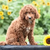 Linnie, a male Poodle - Miniature  for sale in Danville, PA – 5 of 10
