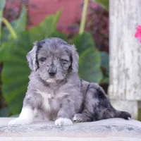 Harmony, a female Miniature Goldendoodle for sale in Danville, PA – 4 of 10